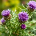 Ostropest plamisty – jak wspiera dietę odchudzającą i metabolizm?