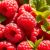 Maliny jako superfoods: zdrowotne właściwości i działanie