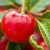 Acerola – zdrowotne właściwości i korzyści dla organizmu
