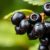 Aronia: superfood o zdrowotnych korzyściach i właściwościach